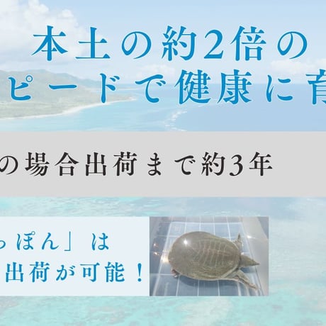 琉球すっぽん粉末【単品～10個セット】