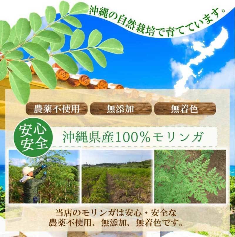 Yuriモリンガ茶　沖縄産　10袋 moringa-tea_2208faf8-b1bf-4b22