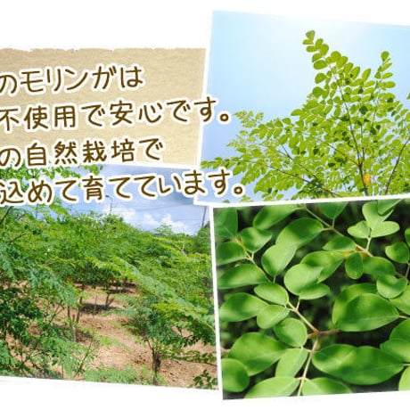 モリンガ粒（サプリメント）300粒入り【単品～20個セット】