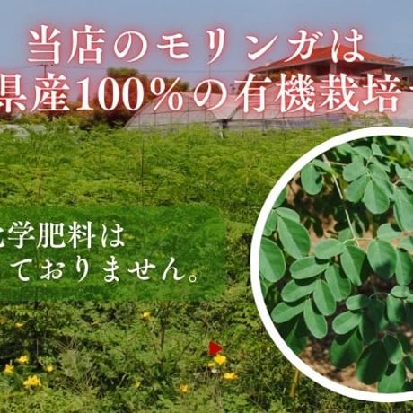 有機モリンガ茶（ティーパック20包入り） 【単品～40個セット】