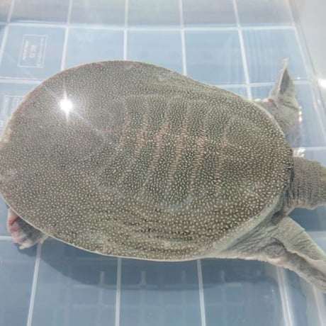 琉球すっぽん粉末【単品～10個セット】