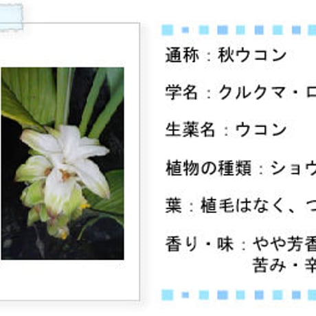 【SALE】やんばる秋ウコン粒タイプ 500粒【単品～10個セット】