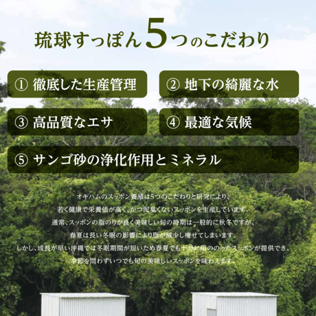 琉球すっぽん粉末【単品～10個セット】