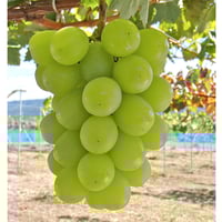 シナノスマイル中箱 (3-5房程度) | GRAPPLE TAKADA