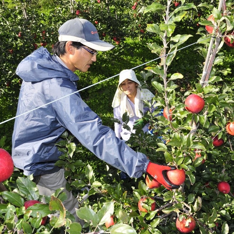 シナノスイート小箱（3kg程度) | GRAPPLE TAKADA