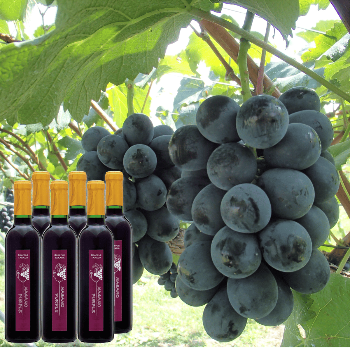 ナガノパープルワイン 6本組 | GRAPPLE TAKADA