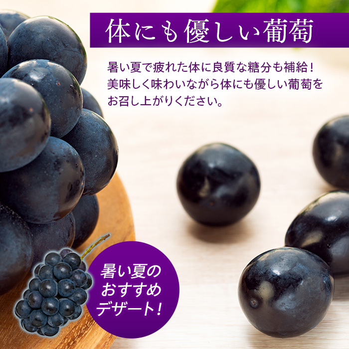 ナガノパープル5kg 詰み落とし訳ありバラ粒【冷蔵発送】 ナガノパープル5kg 詰み落とし訳ありバラ粒【冷蔵発送】 ナガノ