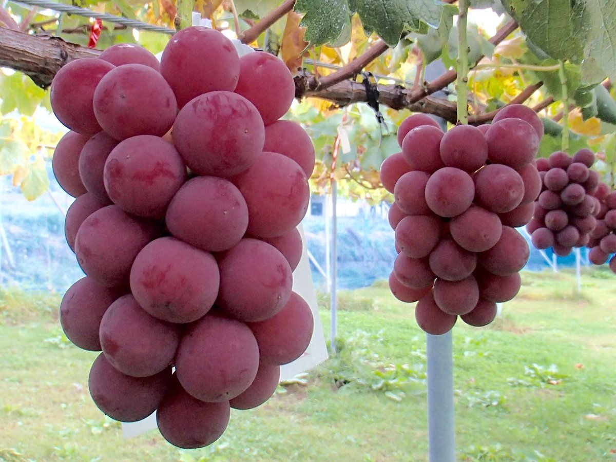 シナノスマイル中箱 (3-5房程度) | GRAPPLE TAKADA