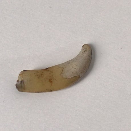 木彫りの象　ヴィンテージウッドドール　動物置物　オブジェ　牙は動物の歯　天然素材