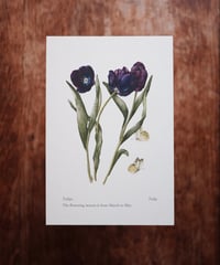 Tulipa / Tulip