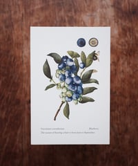Vaccinium corymbosum / Blueberry