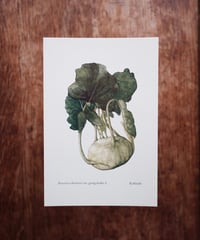 Brassica oleracea var.gongylodes L. / Kohlrabi