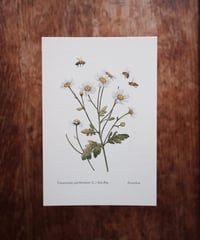 Tanacetum parthenium (L.) Sch.Bip. / Feverfew