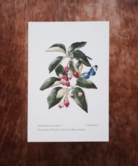 Amelanchier canadensis / June berry