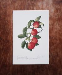 Prunus salicina Lindl. / Japanese plum