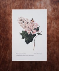 Hydrangea quercifolia / Oakleaf hydrangea