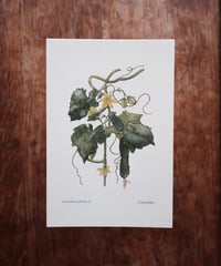Cucumis sativus L.  / Cucumber