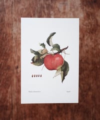 Malus domestica / Apple (Red)