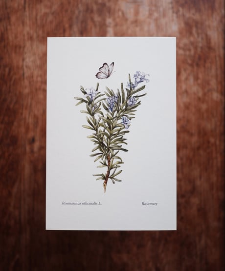 Rosmarinus officinalis L. / Rosemary