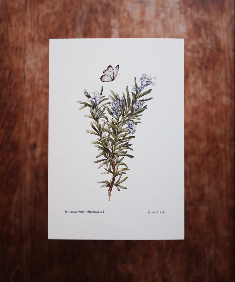 Rosmarinus officinalis L. / Rosemary | mika gyota