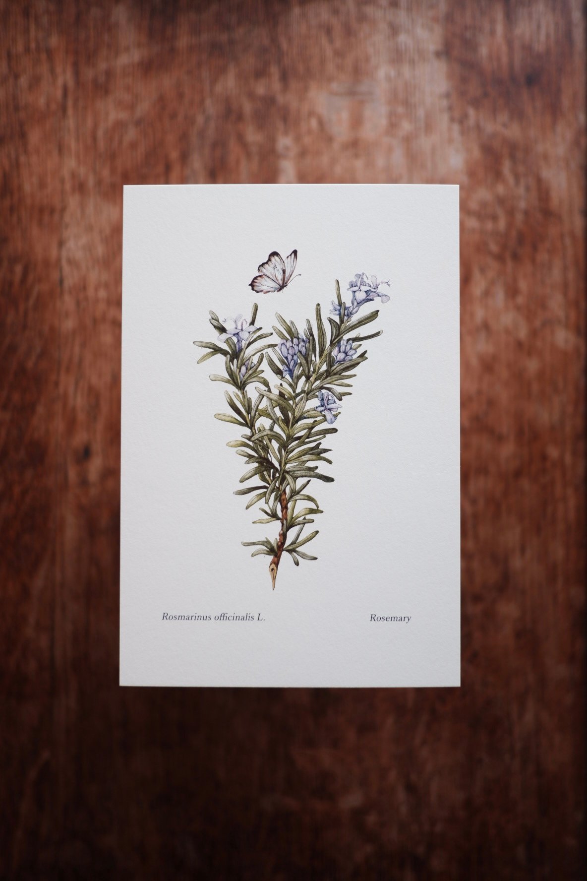 Rosmarinus officinalis L. / Rosemary | mika gyota