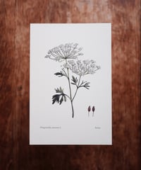 Pimpinella anisum L. / Anise