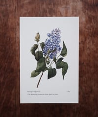 Syringa vulgaris L. / Lilac