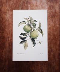 Malus domestica / Apple (Green)