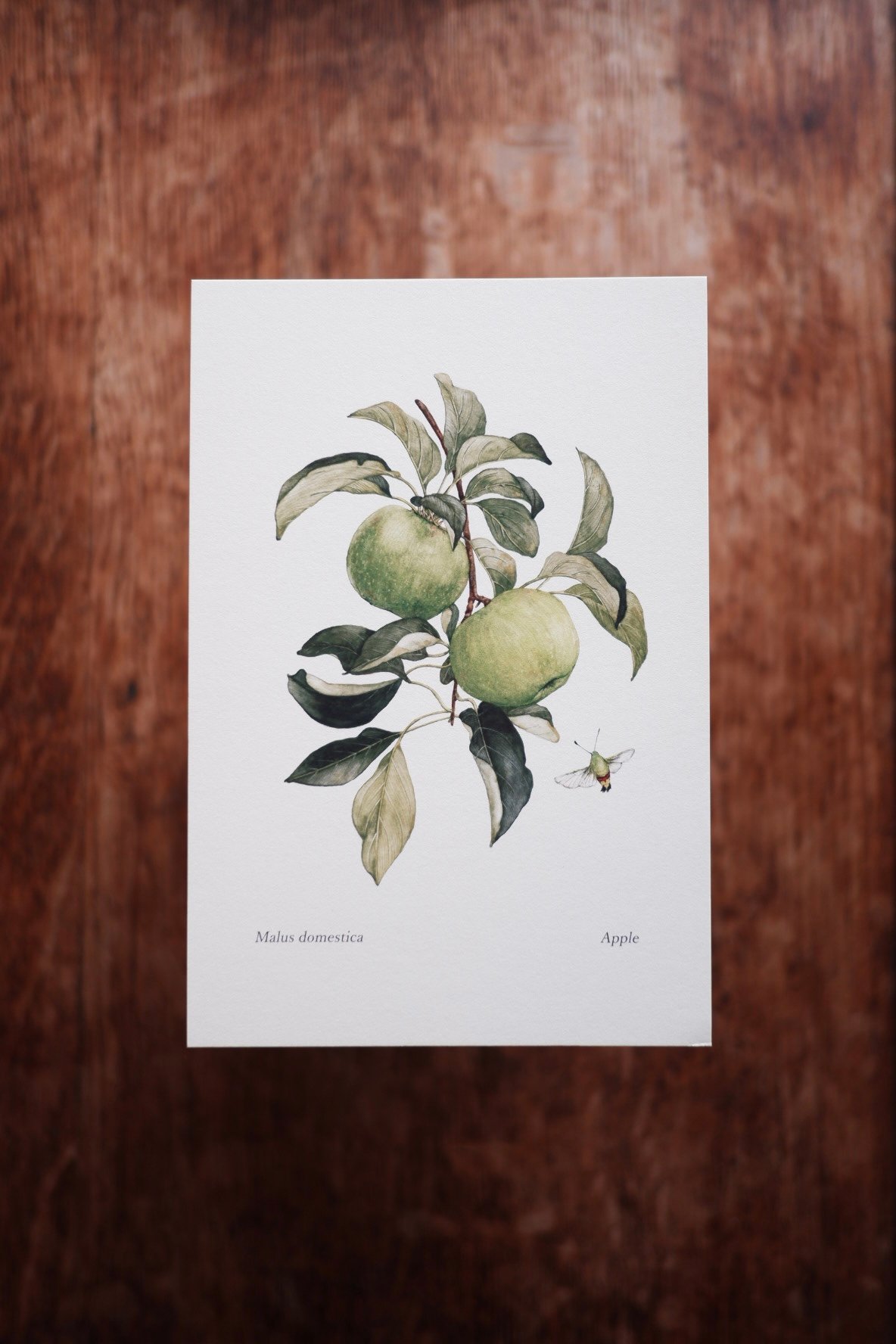antique ドイツの果実学 リンゴ 植物画 豪華目額装 ドイツの果実