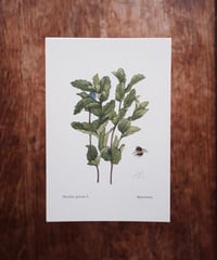 Mentha spicata L.  / Spearmint