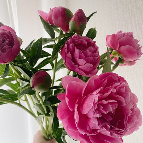 芍薬とバラのブーケ Peony & Rose Bouquet Workshop【単発クラス】