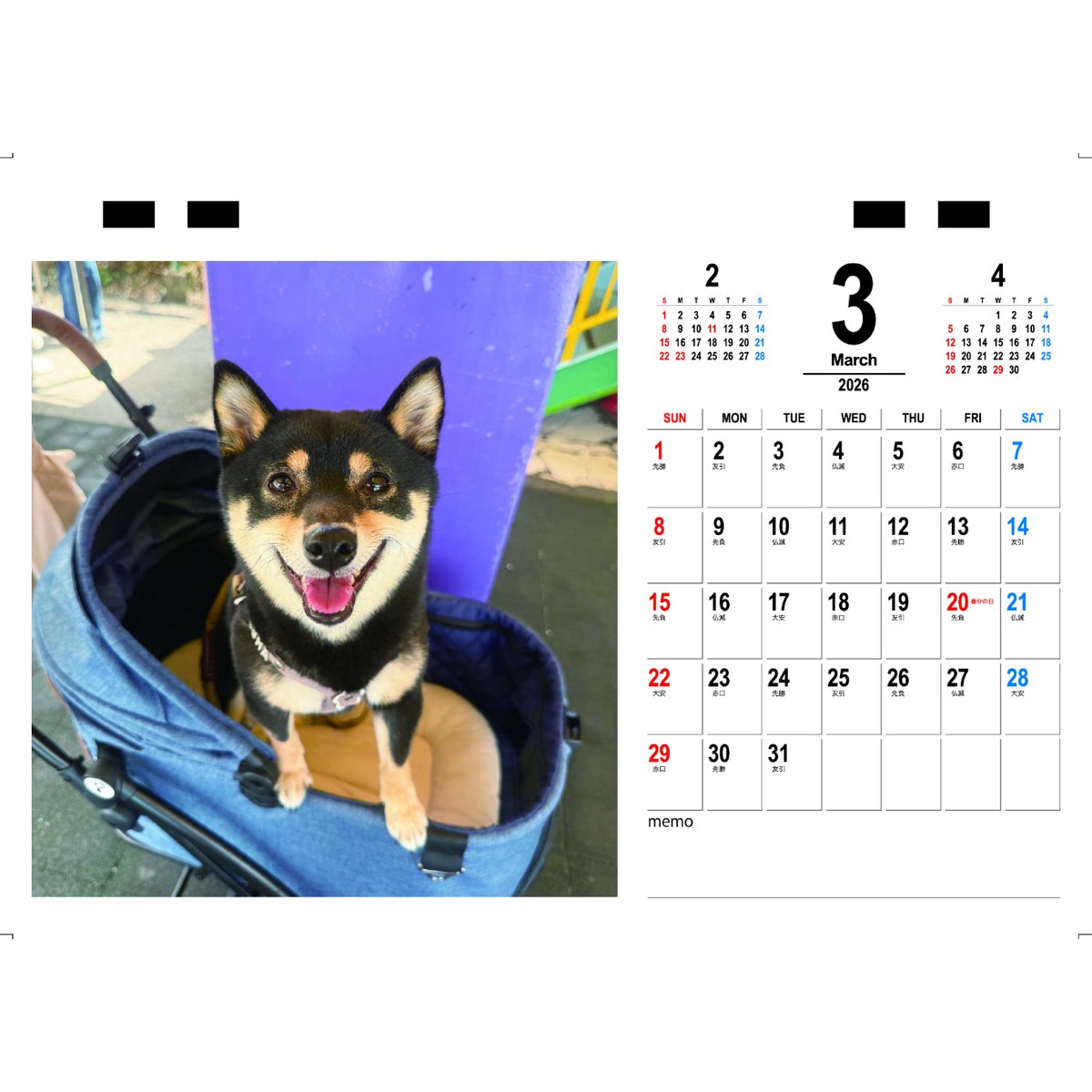 予約販売】 豆柴ごま娘 犬 2026年 卓上 カレンダー TC26316 | ANISTAR