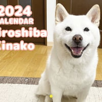 【予約販売】 白柴犬 きなこ 2024年 壁掛け カレンダー KK24255