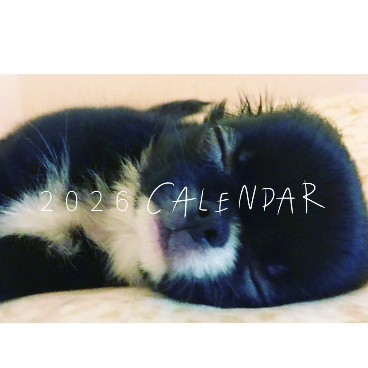 予約販売】 BABY UNI チワワ 犬 2026年 卓上全面 カレンダー TA26019