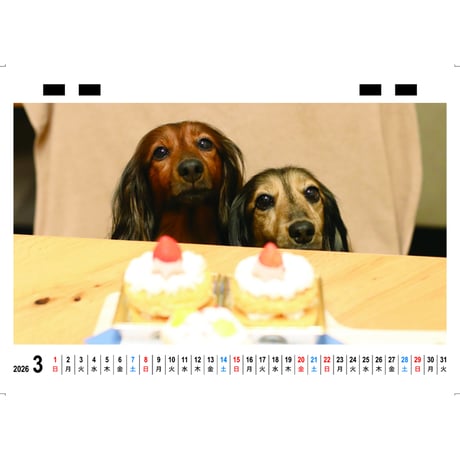 【予約販売】 ミニチュアダックスフンド かるむ＆るのん 犬 2026年 卓上 カレンダー TC26081