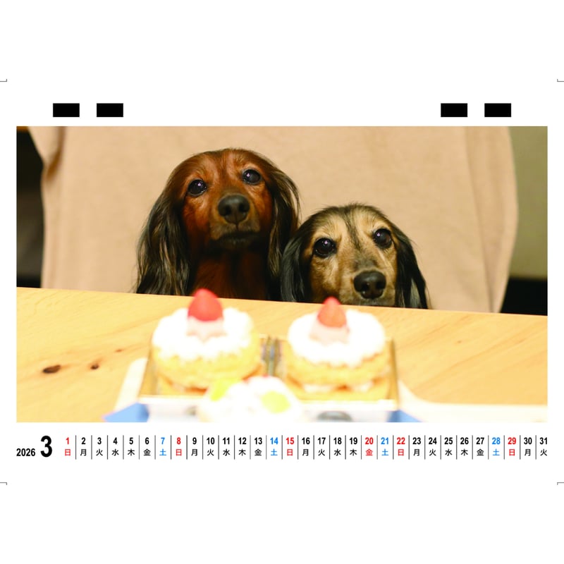 予約販売】 ミニチュアダックスフンド かるむ＆るのん 犬 2026年 卓上