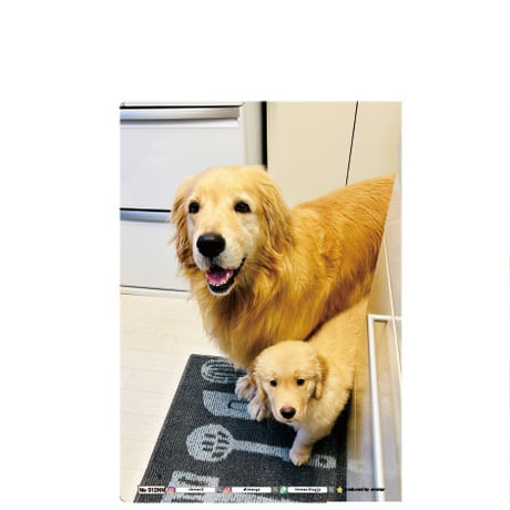 【予約販売】 コメ&イクラ ゴールデンレトリバー 犬 A5ノート帳 No012NN