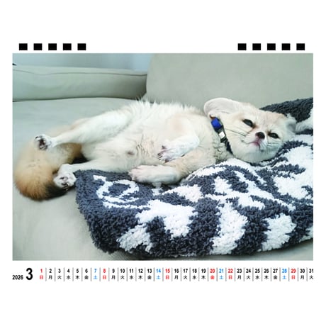 【予約販売】 フェネックギツネのてつお 2026年 卓上カレンダー TA26225