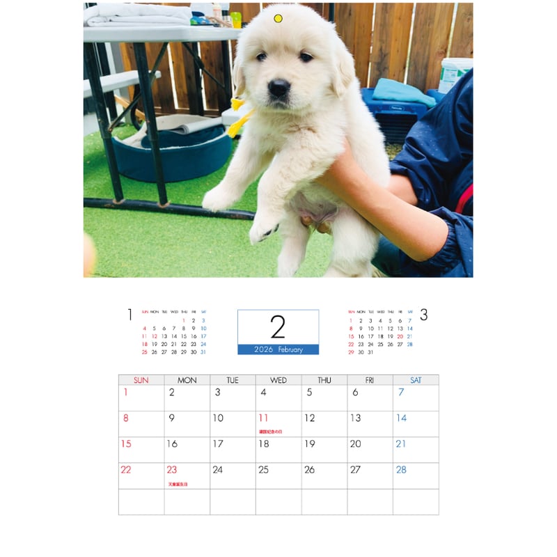 予約販売】 ゴールデンレトリバー メイ 犬 2026年 壁掛け カレンダー