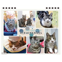 【予約販売】 リキちゃんねる 猫 2026年 卓上 カレンダー TA26343