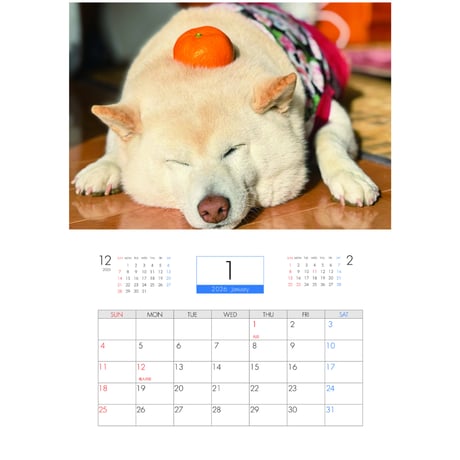 【予約販売】 白柴ごん太 柴犬 2026年 壁掛け カレンダー KA26012