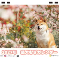 【予約販売】 柴犬むぎ 2027年 卓上 カレンダー TC27013