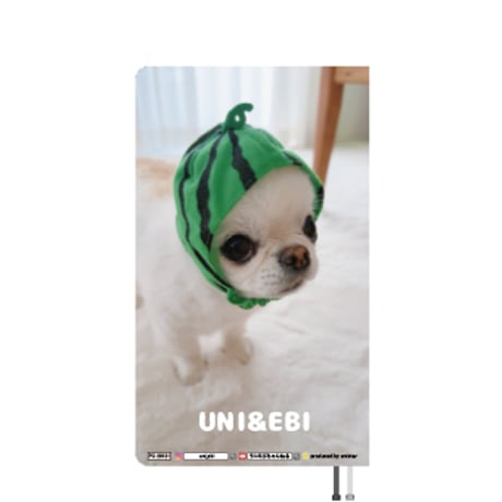 【予約販売】 チワワのUNI＆EBI 犬 2026年 ポケットスケジュール帳 PO26121