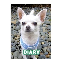 【予約販売】 チワワ犬のちわわん生活 2025年 日記帳 DR25031