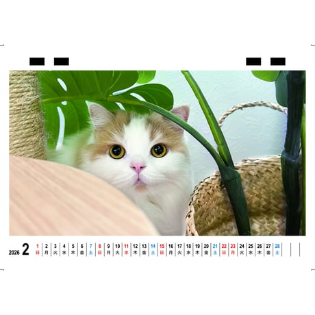 【予約販売】 レモン 猫 2026年 卓上 カレンダー TC26309