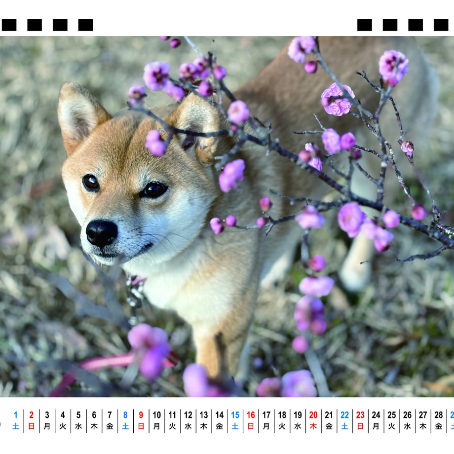 66f666a94961f50001035782
