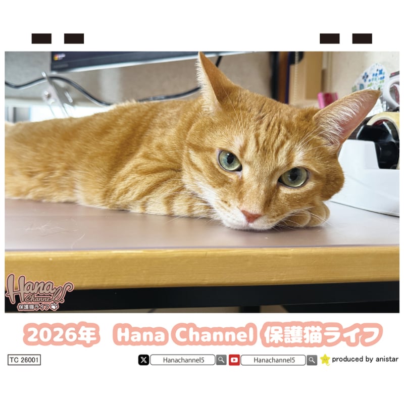 予約販売】 Hana Channel 保護猫ライフ 2026年 卓上 カレンダー TC263