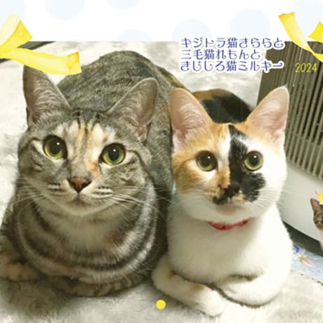 【予約販売】 キジトラネコきらら＆三毛猫れもん＆きじしろ猫ミルキー 2024年 壁掛け カレンダー KK24172