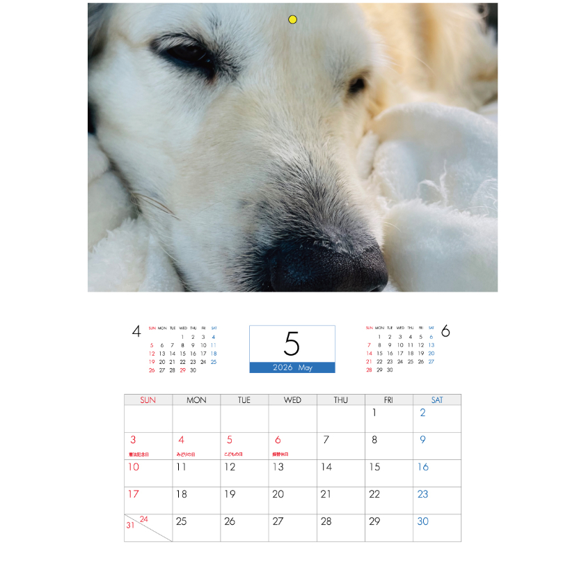 予約販売】 ゴールデンレトリバー メイ 犬 2026年 壁掛け カレンダー
