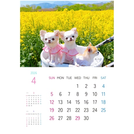 【予約販売】 おもちちゃん＆おかゆちゃん＆おしるこくん チワワ 犬 2026年 壁掛けカレンダー KA26188